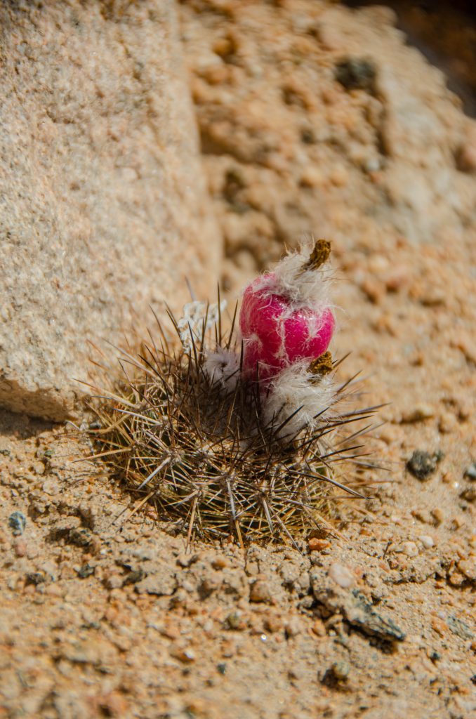 Dolina Atico, Peru