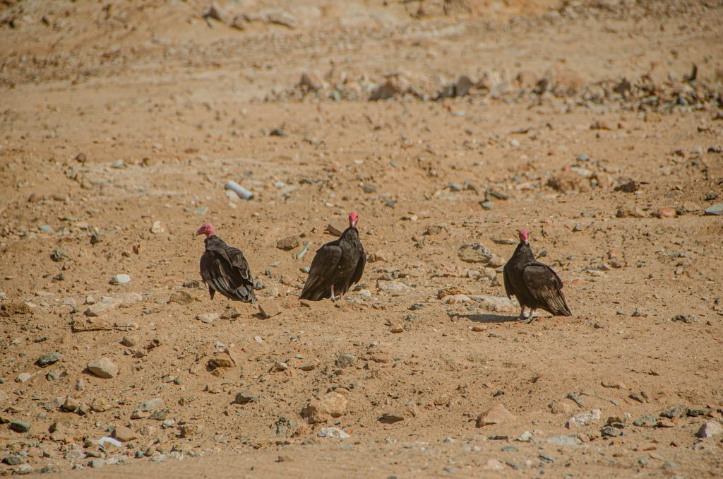 Dolina Atico, Peru