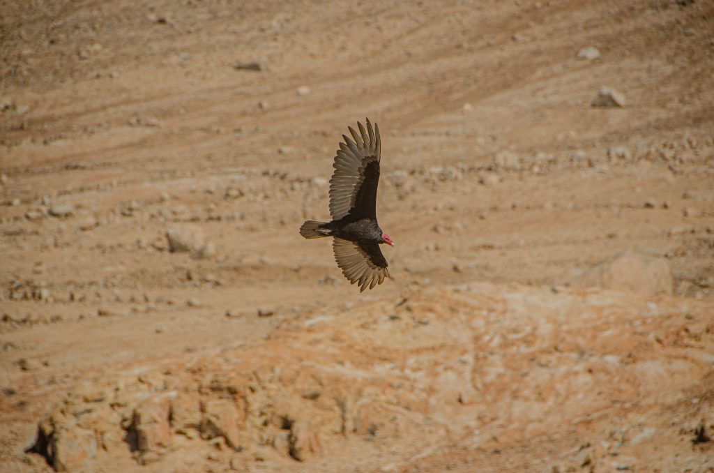 Dolina Atico, Peru