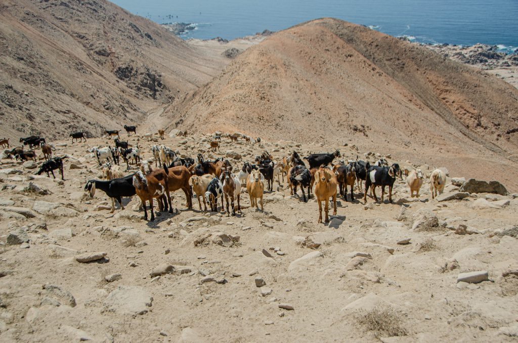 Dolina Atico, Peru